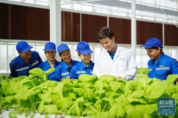 卓信宝 对口援疆助力戈壁兴建智慧农业植物工厂_大皖新闻 | 安徽网